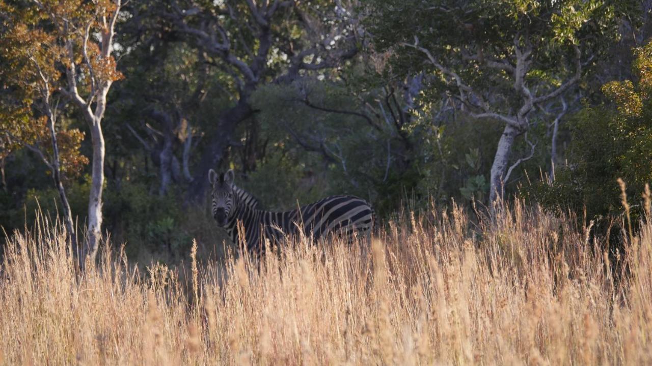 Griffons Bush Camp Villa Thabazimbi Exterior photo